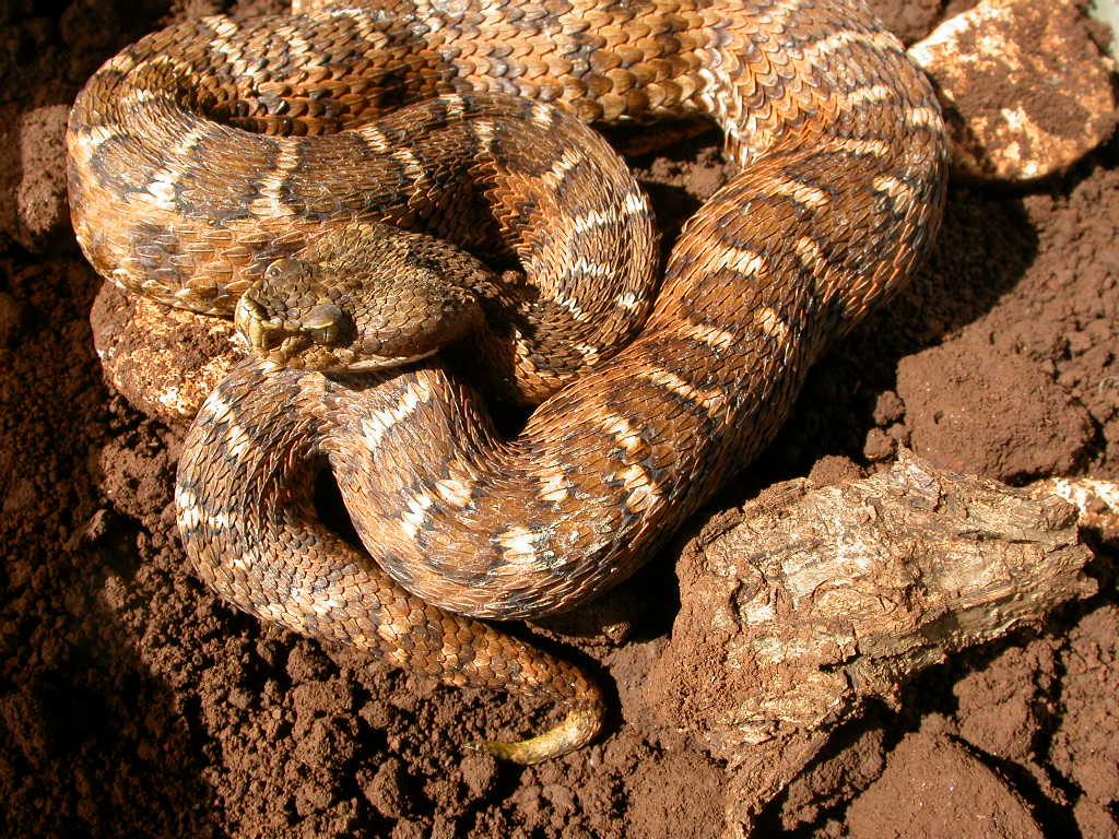 Vipera aspis hugy
